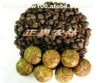 工廠(chǎng)綠化設(shè)計(jì)施工與苗木供應(yīng)全解析