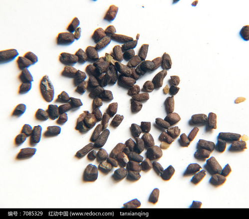 蒔蘿種子高清圖片下載指南——紅動(dòng)網(wǎng)花卉種子資源