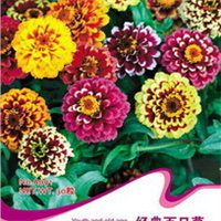 花卉種子選購(gòu)指南 2024年價(jià)格、圖片、產(chǎn)地與報(bào)價(jià)全解析