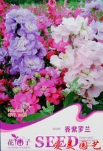 紫羅蘭植物 最新最全產(chǎn)品參考信息與花卉種子指南