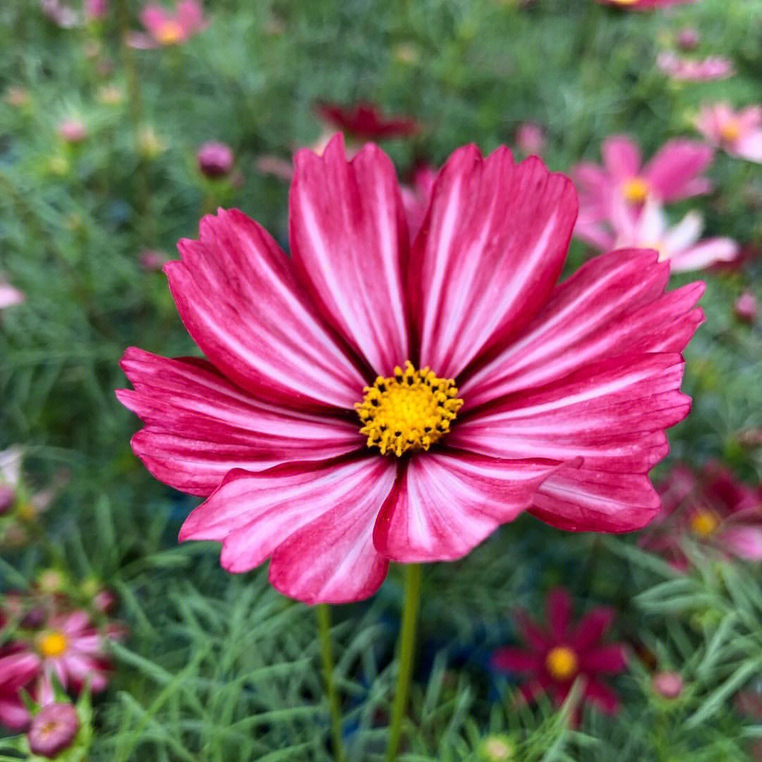 打造絢麗花海 常州波斯菊景觀(guān)花卉種子供應(yīng)全解析