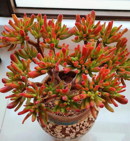 5種建議用小盆養(yǎng)的花卉 小盆易出精品，大盆易爛根