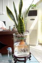 水培植物供應(yīng)信息 批發(fā)、價(jià)格與選購(gòu)指南