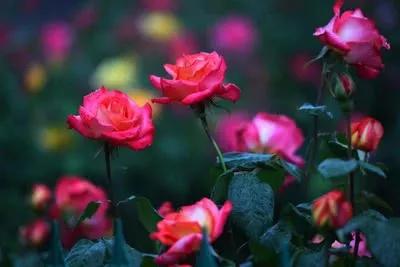 河南18市市花大全 這種花竟為8個(gè)市共同青睞