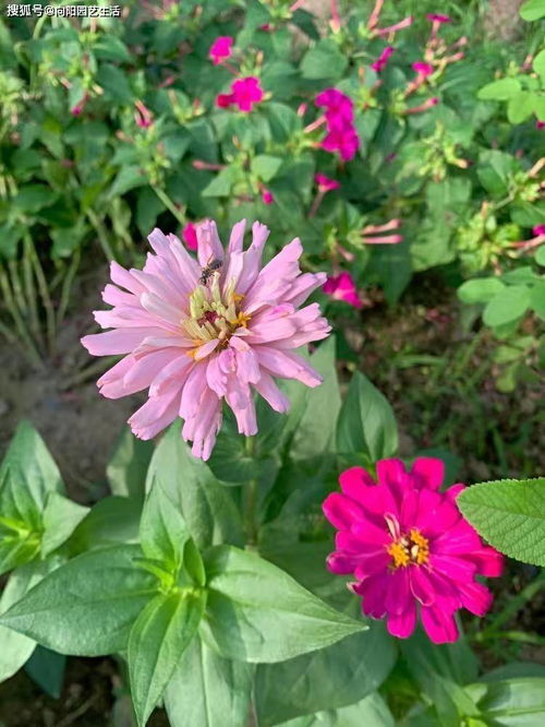 九塊九的花種子，是實惠還是智商稅？