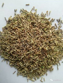 40多種可打造花?；ㄌ锏幕ɑ芊N子一覽