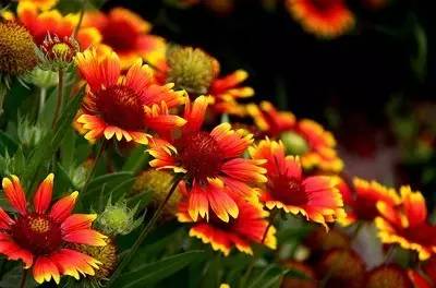 霜降最后的秋，一抹青翠遍山紅——花卉種子的播撒與希望