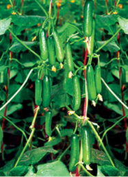 壽光麗林蔬菜種子公司 優(yōu)質(zhì)進(jìn)口歐寶1617小黃瓜種子的領(lǐng)航者