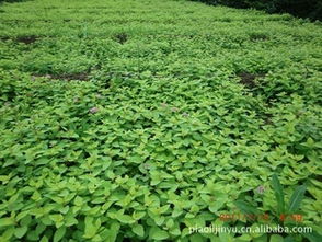 優(yōu)質(zhì)繡線(xiàn)菊供應(yīng) 品種多樣，價(jià)格實(shí)惠，盡在農(nóng)苗網(wǎng)