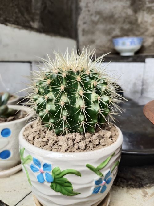 4種鎮(zhèn)宅花，雖貌不驚人卻守護(hù)家園，養(yǎng)在家中倍感安心