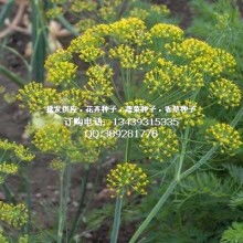 2019年花卉種子種苗市場(chǎng)價(jià)格與批發(fā)趨勢(shì)分析