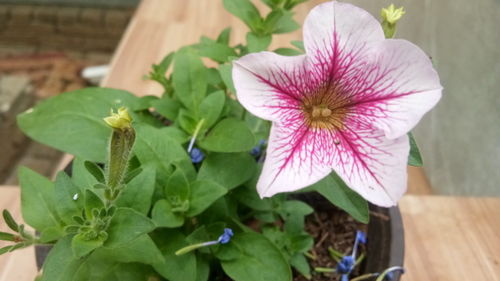 矮牽牛 陽(yáng)臺(tái)與院子中的開(kāi)花利器