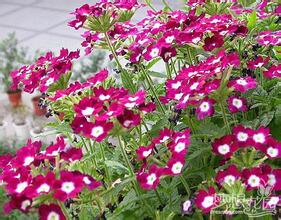 2023年美女櫻花種子市場(chǎng)價(jià)格分析與購(gòu)買(mǎi)指南