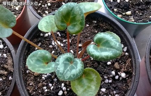 仙客來(lái)花朵凋零后的養(yǎng)護(hù)與種子處理指南