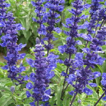 花卉種子批發(fā)指南 價(jià)格、渠道與廠(chǎng)家選擇